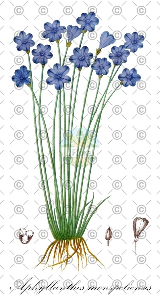 HistAbb_wfo-0000129194_1_ENZY_Simple | Historische Abbildung von Aphyllanthes monspeliensis - Asparagaceae | Historical Illustration of Aphyllanthes monspeliensis - Asparagaceae