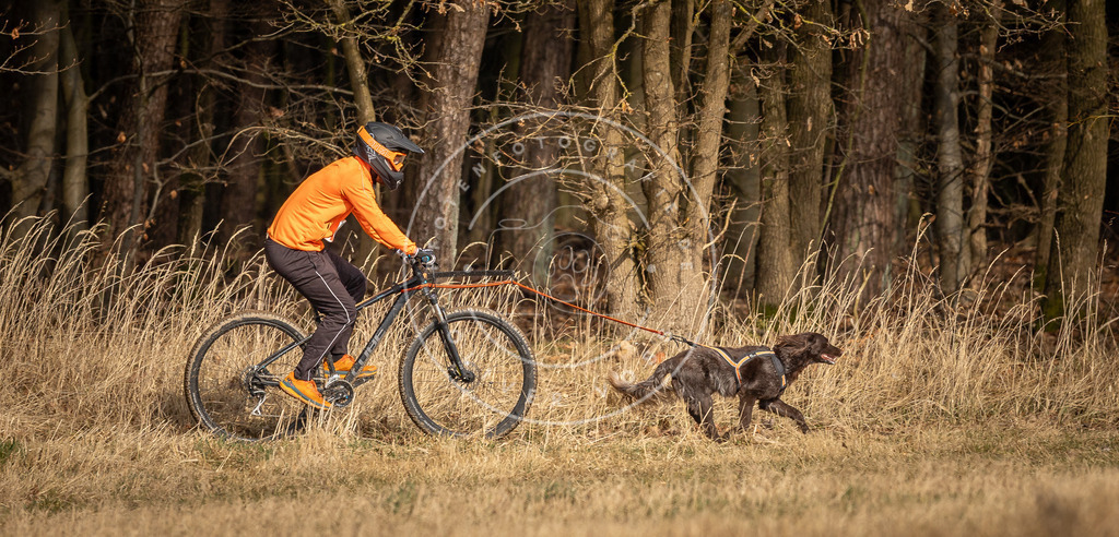 DV3A4543 | Hundefotografie, Tierfotograf, Pfotenfotografie, Fotoshooting Hund, Hunde Portrait, Hundesport, Hundeportraits, Heideshooting, Hunde, Sportfotograf, Hundefotograf, Turnierhundsport, THS,  - Realisiert mit Pictrs.com