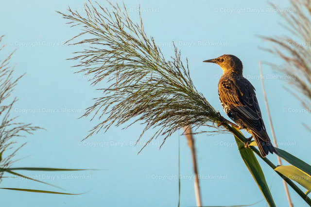 2022142 | Tierfotografie, Tierkalender, Tierbilder, Insekten, Spinnen, Vögel, Schmetterling, Libellen, Leinwand, Colorkey, Qualität, Geschenkartikel, Geschenk - Realisiert mit Pictrs.com