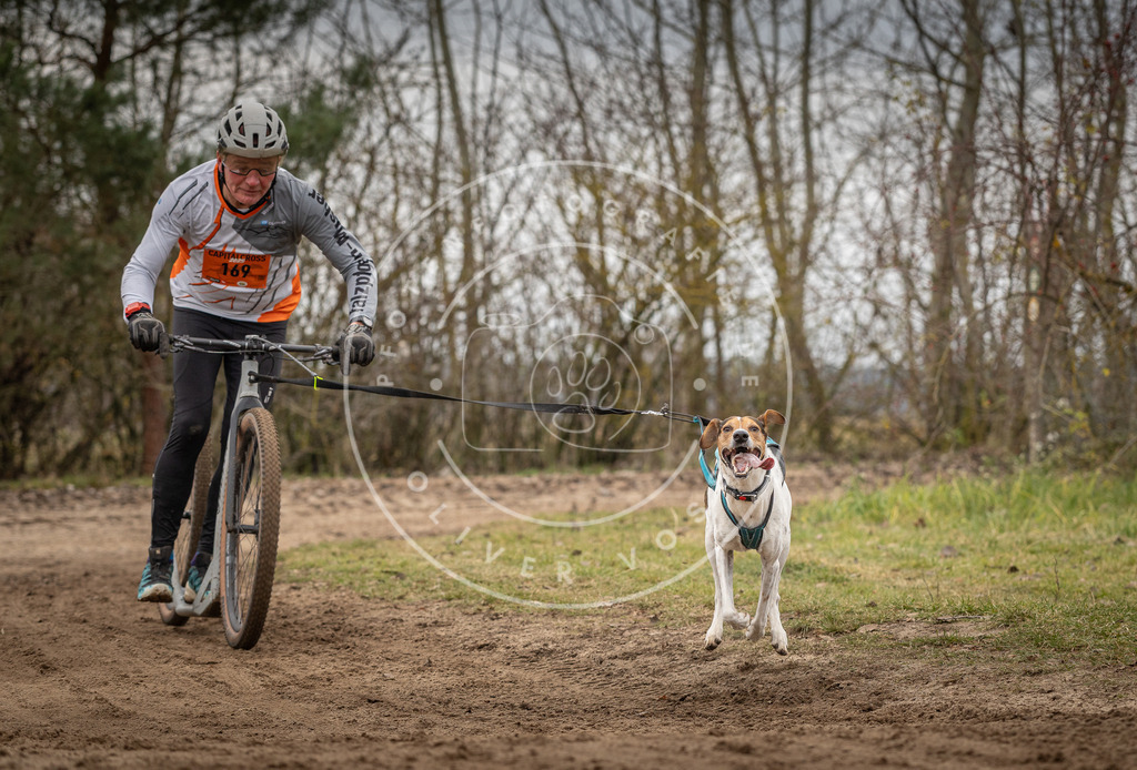 Pfotenfotografie_DV3A9765 | Hundefotografie, Tierfotograf, Pfotenfotografie, Fotoshooting Hund, Hunde Portrait, Hundesport, Hundeportraits, Heideshooting, Hunde, Sportfotograf, Hundefotograf, Turnierhundsport, THS,  - Realisiert mit Pictrs.com