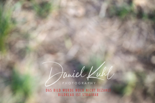 DKP41589 | Turniersportfotografie; Pferdefotografie; Dressurfotografie