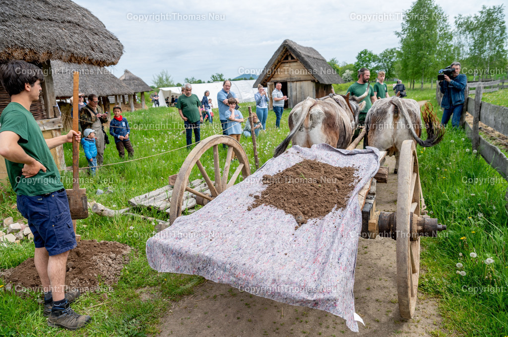 DSC_0836 | ble, 7.5.2023, Lorsch: Tag der Experimentellen Archäologie“ im Freilichtlabor Lauresham, Straßenbau im Mittelalter, der Ochsenkarren liefert das Material an, 
,, Bild: Thomas Neu
