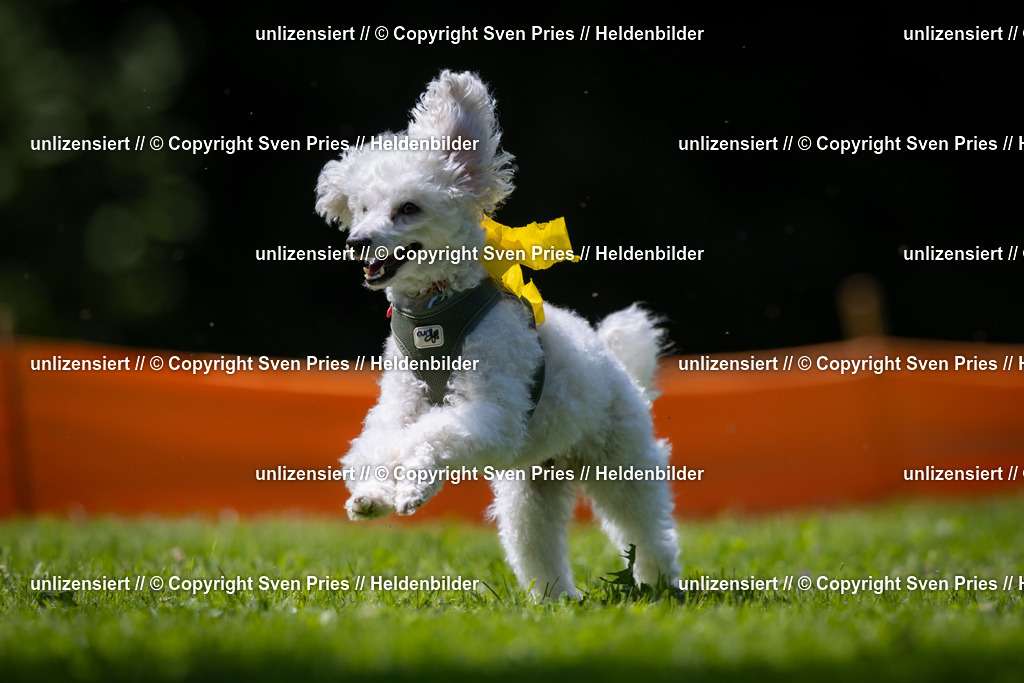 Sven Pries | 2025-08-10 - Hunderennen Durlach - Realisiert mit Pictrs.com