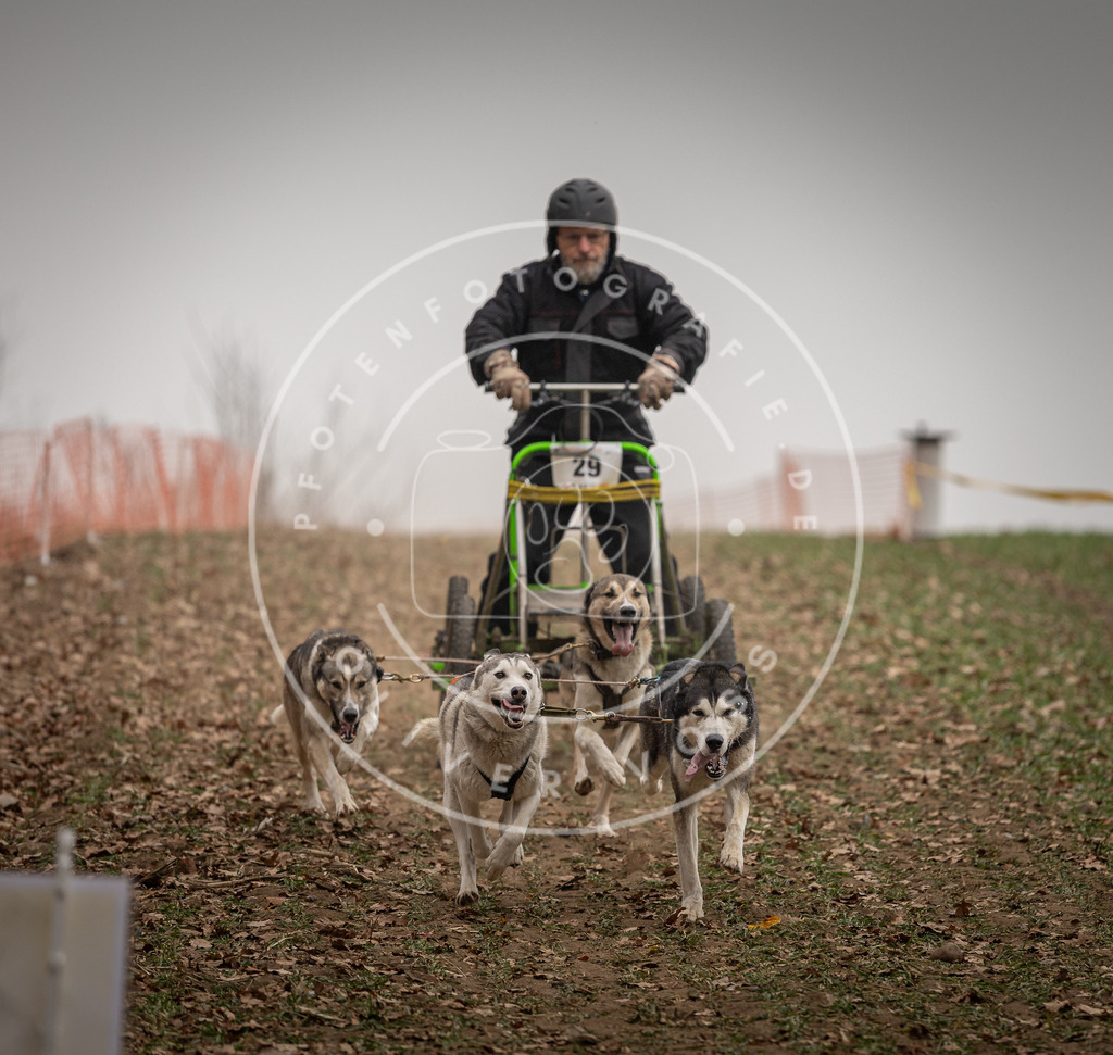 Pfotenfotografie_DV3A4433 | Hundefotografie, Tierfotograf, Pfotenfotografie, Fotoshooting Hund, Hunde Portrait, Hundesport, Hundeportraits, Heideshooting, Hunde, Sportfotograf, Hundefotograf, Turnierhundsport, THS,  - Realisiert mit Pictrs.com