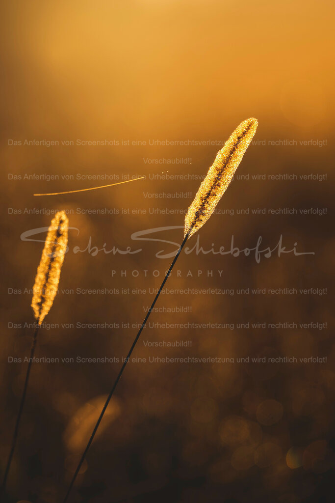 Moody morning | People- und Tierfotografie, Imageaufnahmen, Veranstaltungsfotografie und Wandbilder aus der Natur ★ Made in Germany ✔️ Druck + Downloads ✔️ Naturfotografie in Top Qualität ★ schneller Versand, weltweite Lieferung! - Realisiert mit Pictrs.com