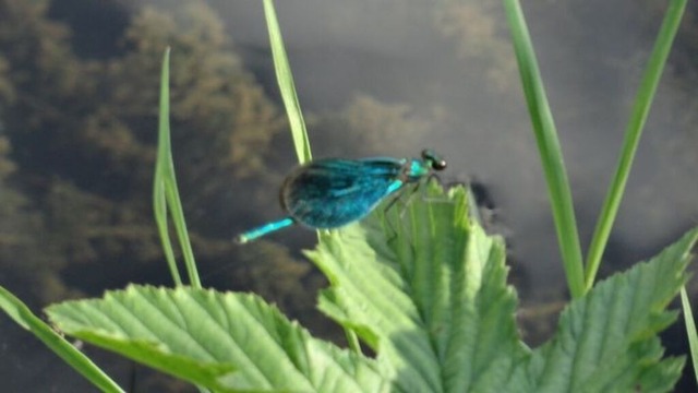 blaufluegelprachtlibelle | Verkauf von Fotos und  Videoclips zumThema Natur.Motive sind Pflanzen, Tiere, Landschaftenund Wetter - Realisiert mit Pictrs.com