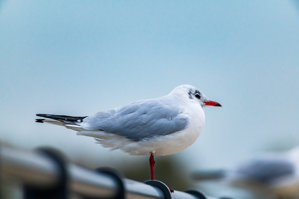 2022_11_10_HAFEN WEDEL_MCP5641 | Hochwertig gedruckte Fotografien für die Wand, als Kalender und zum Verschenken. Hamburg & Norddeutschland und überall wo ich mit der Kamera unterwegs war.