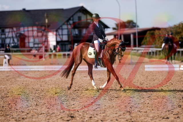 2026_10_03_Siefer-Hof_132726_Z81_81700311 | Professionelle Reitsport-, Turnier- und Eventfotografie von Robert Broda. Galerien mit ausgewählten und bearbeiteten Bildern direkt online ansehen und bestellen.
