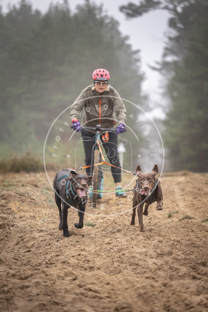 Pfotenfotografie_DV3A1138 | Hundefotografie, Tierfotograf, Pfotenfotografie, Fotoshooting Hund, Hunde Portrait, Hundesport, Hundeportraits, Heideshooting, Hunde, Sportfotograf, Hundefotograf, Turnierhundsport, THS,  - Realisiert mit Pictrs.com