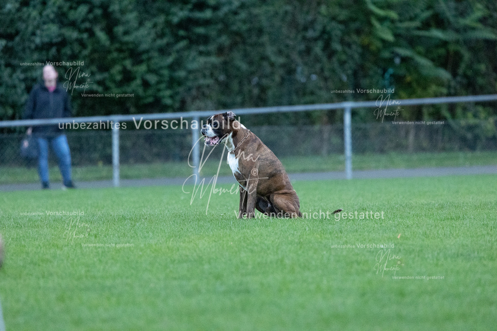 _16A4407 | Einzigartige Fotos von Hunden & Menschen –Actionfotos, Portraits, Vereinsaufnahmen & Paarshootings – authentisch, lebendig & mit Herz.