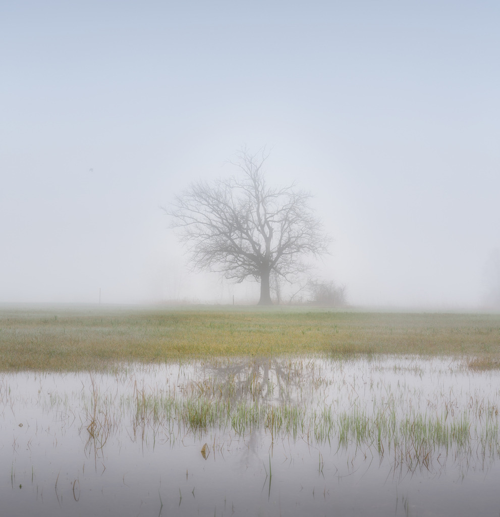 Baum im Nebel | Naturschutzgebiet Maschwanden im Winter - Realisiert mit Pictrs.com