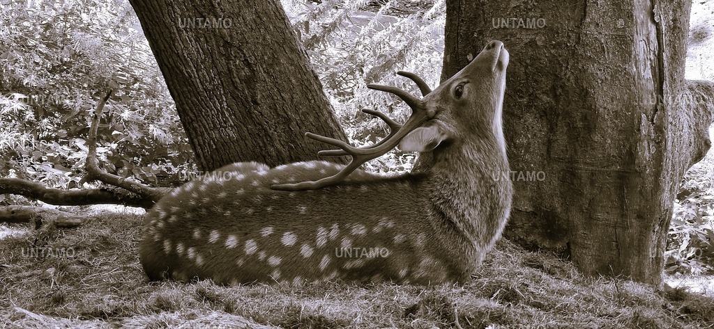Reh liegend SW | untamo - Realisiert mit Pictrs.com