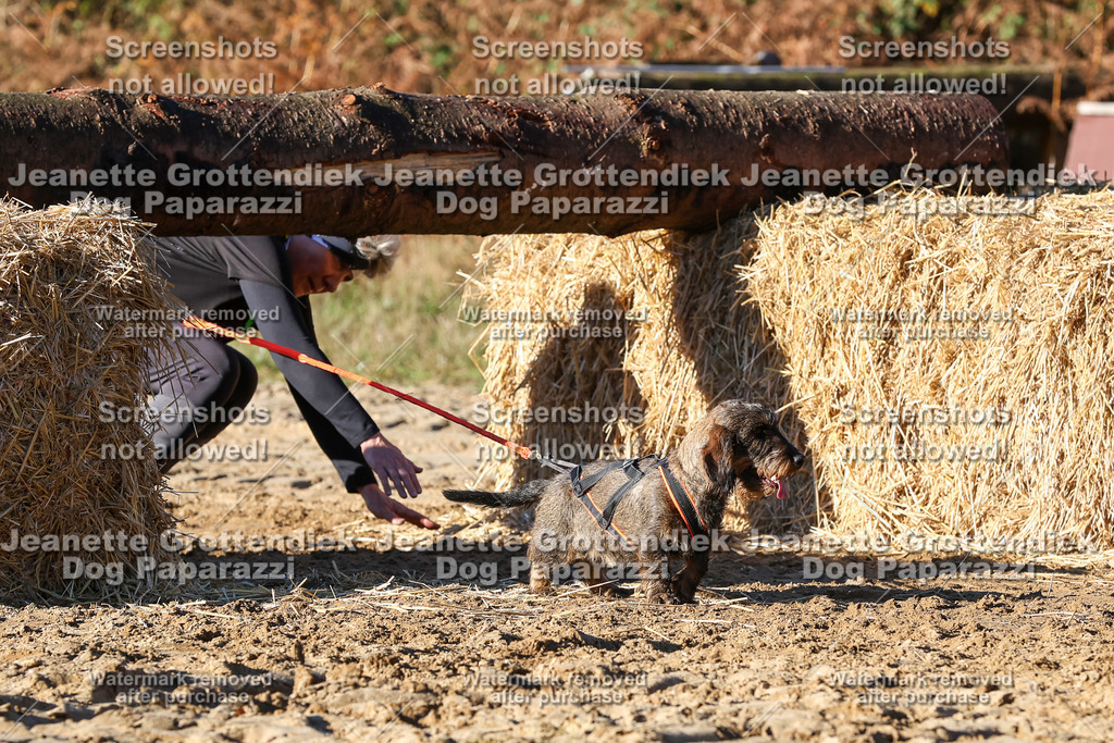 Dog Paparazzi - Strongdog 10-25-1593 | Dog Paparazzi Jeanette Grottendiek Fotografie & Videografie - Realisiert mit Pictrs.com