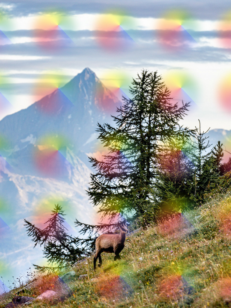 Gams Bietschhorn auf Plattjen 3 | FineArtPrint, Hahnemühle, FeeGalerie, Fee Galerie, Fotokunst, Fotografie, Canonphotography, Bergfoto, Matterhorn, Rimpfischhorn, Allalinhorn, Saas-Fee, Wallis, Valais, Switzerland, Bergfotografie