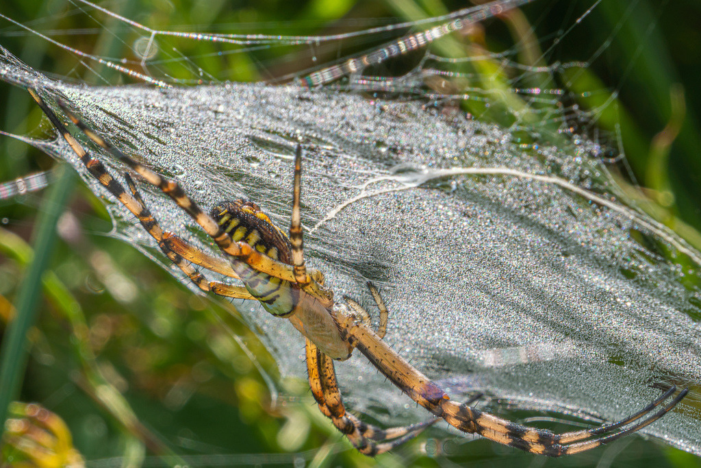 Spinnennetz mit Morgentau bei Nuglar | Schöne Fotografien aus der Stadt und der Natur zum bestellen oder selber hochladen. Druck auf Foto, Postkarte, Kalender, FineArt Hahnemühle, Alu-Dibond , Akustikbilder zur Absorption von Schall und Lärm etc. - Realisiert mit Pictrs.com