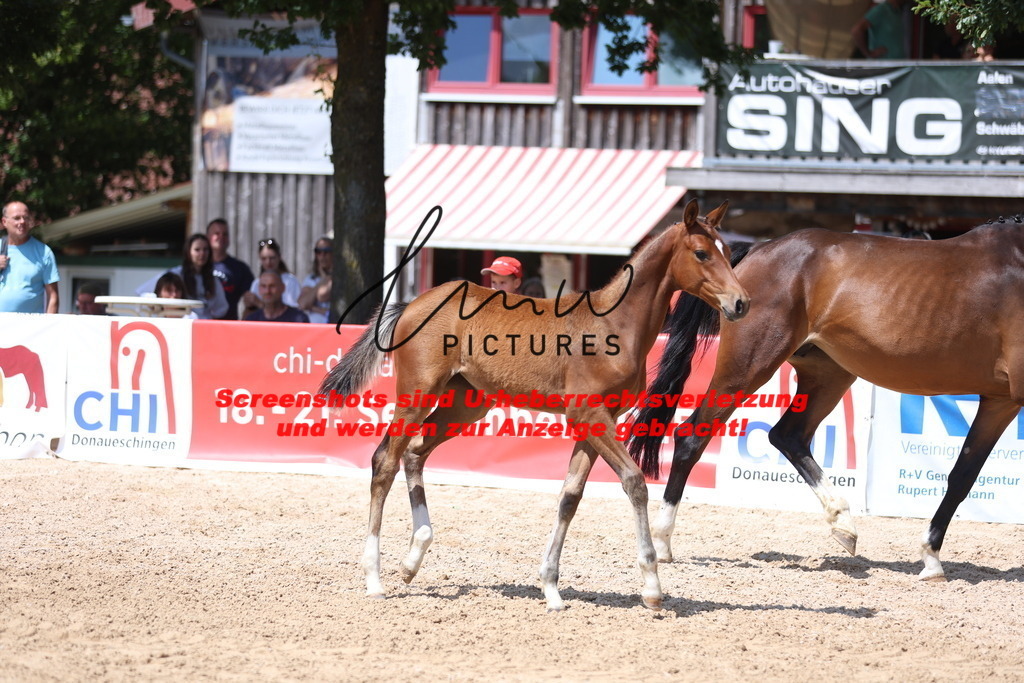 Fohlenschau_Schwäbisch_Hall_springbetonte_Fohlen_KN 38_5 | lmwpictures - Realisiert mit Pictrs.com