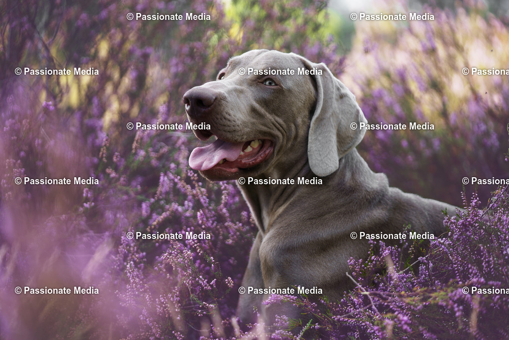 _DSC2874 | Passionate Media, dein Fotograf aus Brandenburg, Märkisch Oderland, im Bereich Motorsport, Autos und Motorräder sowie Events und auch Hunde. Shootings oder auch Eventbegleitungen können bei mir gebucht we