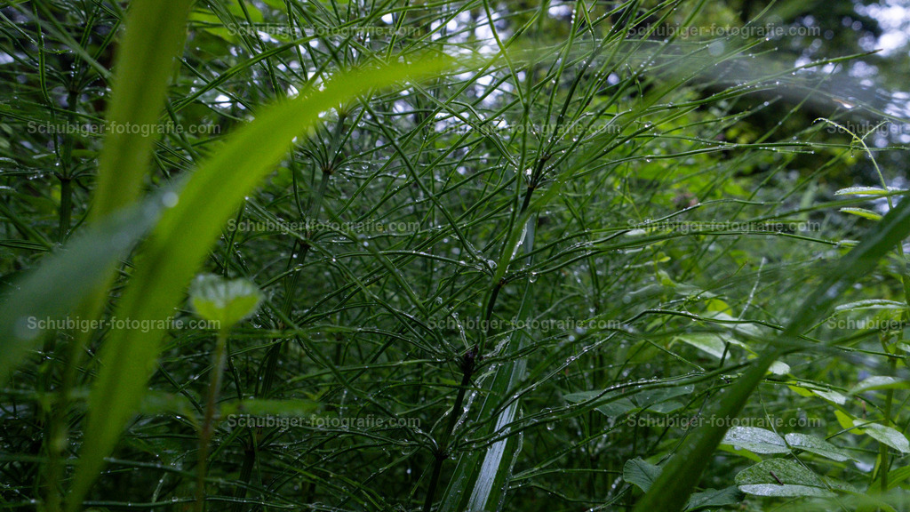 Blätter mit Regengropfen | Blätter mit Regentropfen - Realisiert mit Pictrs.com