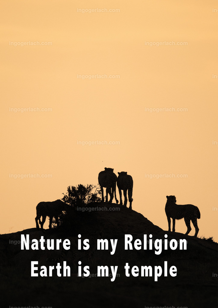 Nature is my religion The earth is my temple | Religion, Natur, Tempel, Geparden,, Afrika, Savanne, Serengeti, Text, Spruch, Bekenner-spruch, Ingo Gerlach, Emotionale Momente, 