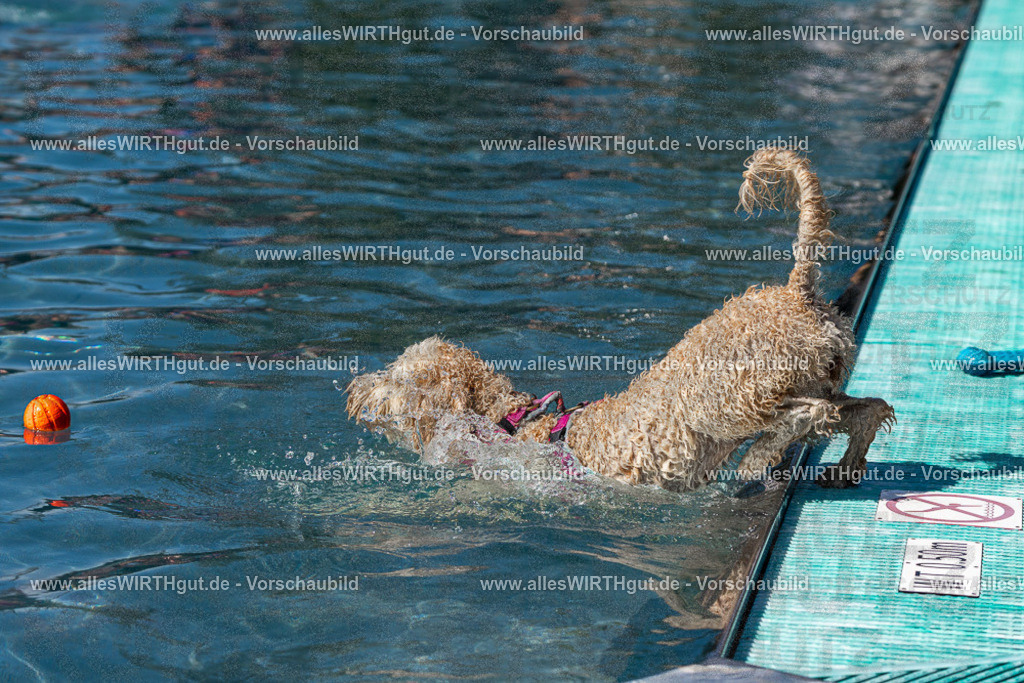 Hundeschwimmen_Volksbad_2026-allesWIRTHgut_Tierfotografie-2609061240-FAY06524 | Professionelle Tierfotografie in Mönchengladbach von Daniel Wirth (allesWIRTHgut). Liebevolle & natürliche Bilder von Hunden & Katzen für unvergessliche Erinnerungen.