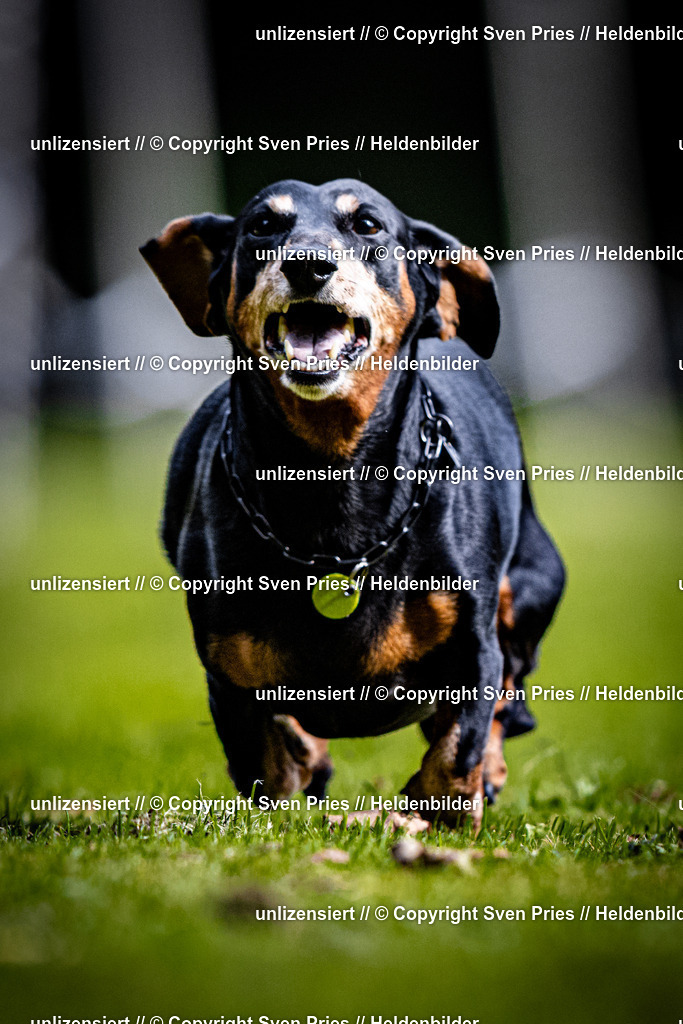 Sven Pries | 2025-10-03 - Hunderennen Obergrombach - Realisiert mit Pictrs.com