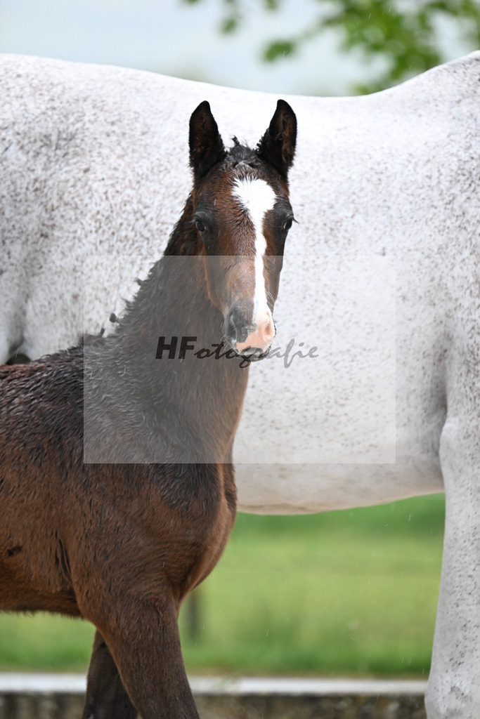 Kat-Nr. 34 HF Coeur de Lion x Powerfee_Herz_23261220 | hf-fotografie - Realisiert mit Pictrs.com