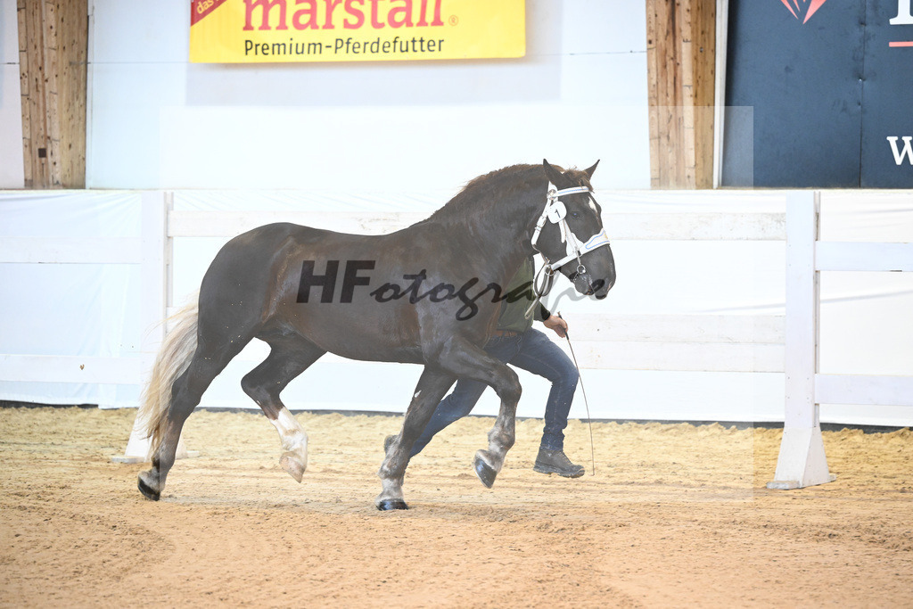 Kat-Nr. 1 v. Valegro_Leiss_6240005 | hf-fotografie - Realisiert mit Pictrs.com