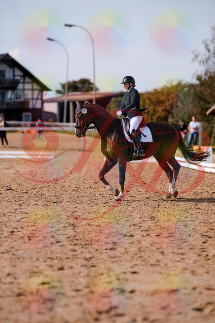 2026_10_03_Siefer-Hof_132606_Z81_78910032 | Professionelle Reitsport-, Turnier- und Eventfotografie von Robert Broda. Galerien mit ausgewählten und bearbeiteten Bildern direkt online ansehen und bestellen.