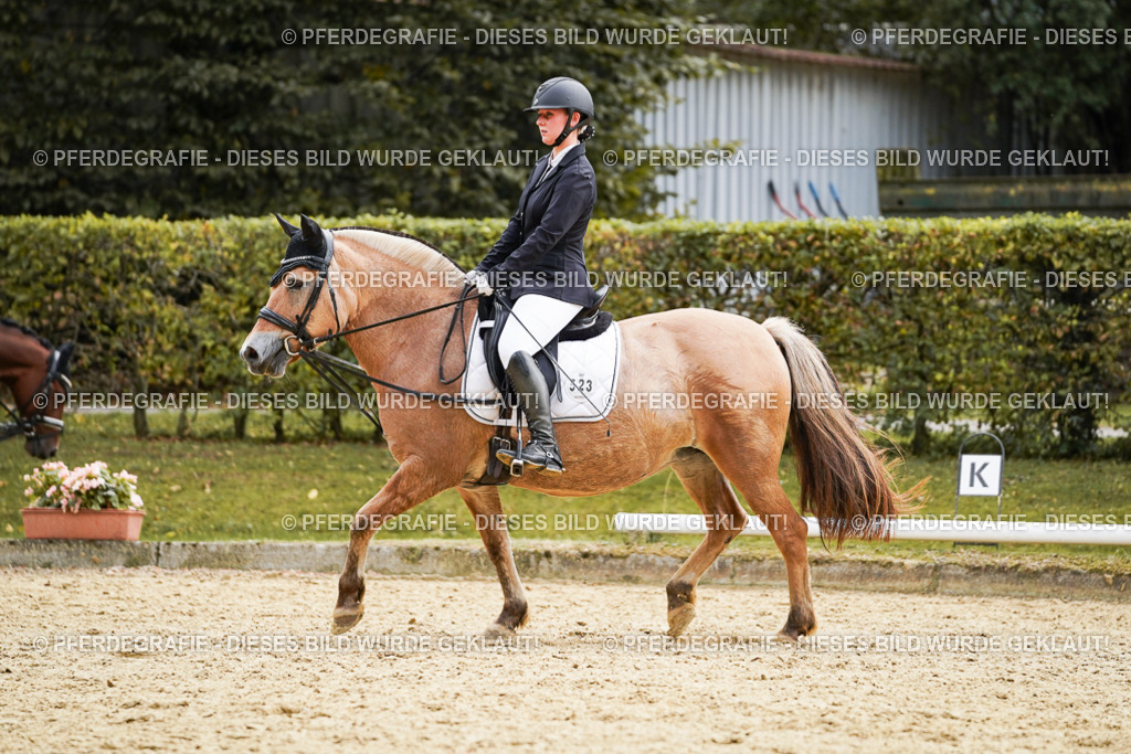 DSC01170 | Pferdegrafie