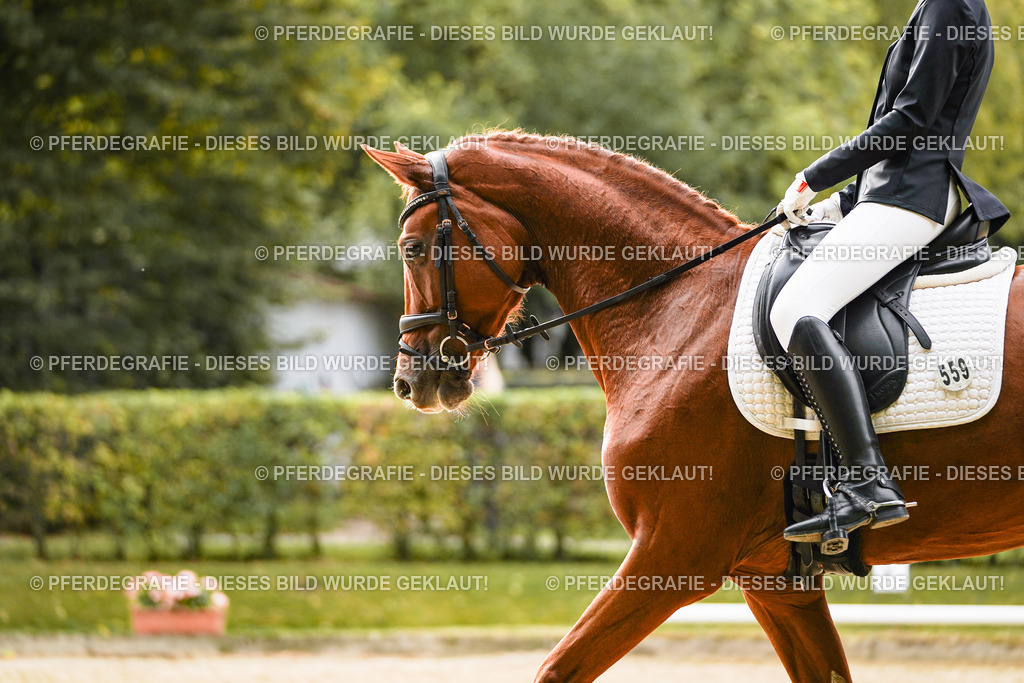 DSC07675 | Pferdegrafie