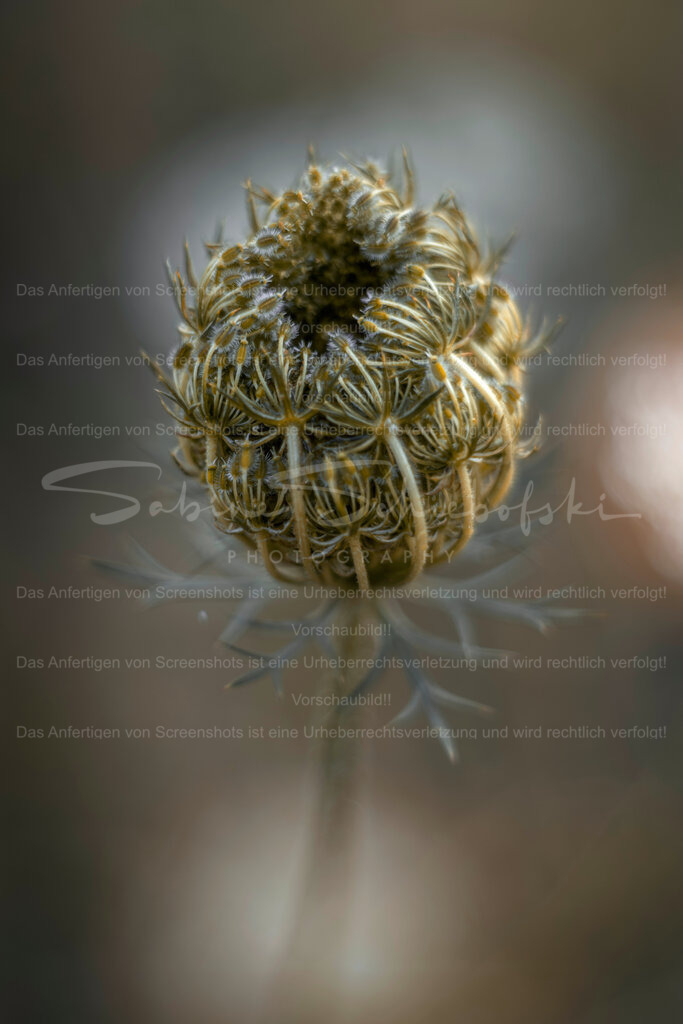 Wild One | Exklusive Naturfotografie für stilvolle Wanddekoration ★ Premium Wandbilder Made in Germany ✔️ FineArt Drucke & Downloads ✔️ Brillante Farben, höchste Qualität & weltweiter Versand ✔️ - Realisiert mit Pictrs.com
