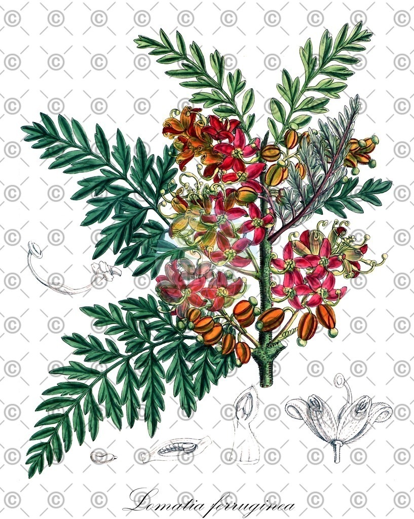 HistAbb_EMP_23028_SRC_Schlechtendal_FLORAD_SIMPLE | Historische Abbildung von Lomatia ferruginea - Proteaceae | Historical Illustration of Lomatia ferruginea - Proteaceae