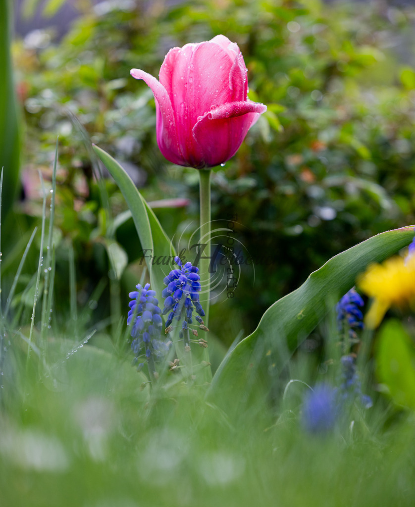 _X0A1099bea | Frank Herberich Fotografie, Frank Herberich, Fotografie, Hochzeit, Portrait, St. Peter Ording, Ording, Westerhever, Nordsee, Frank Fotografie, Hardheim,  Odenwald,Walldürn, Band,Eventfotografie - Realisiert mit Pictrs.com