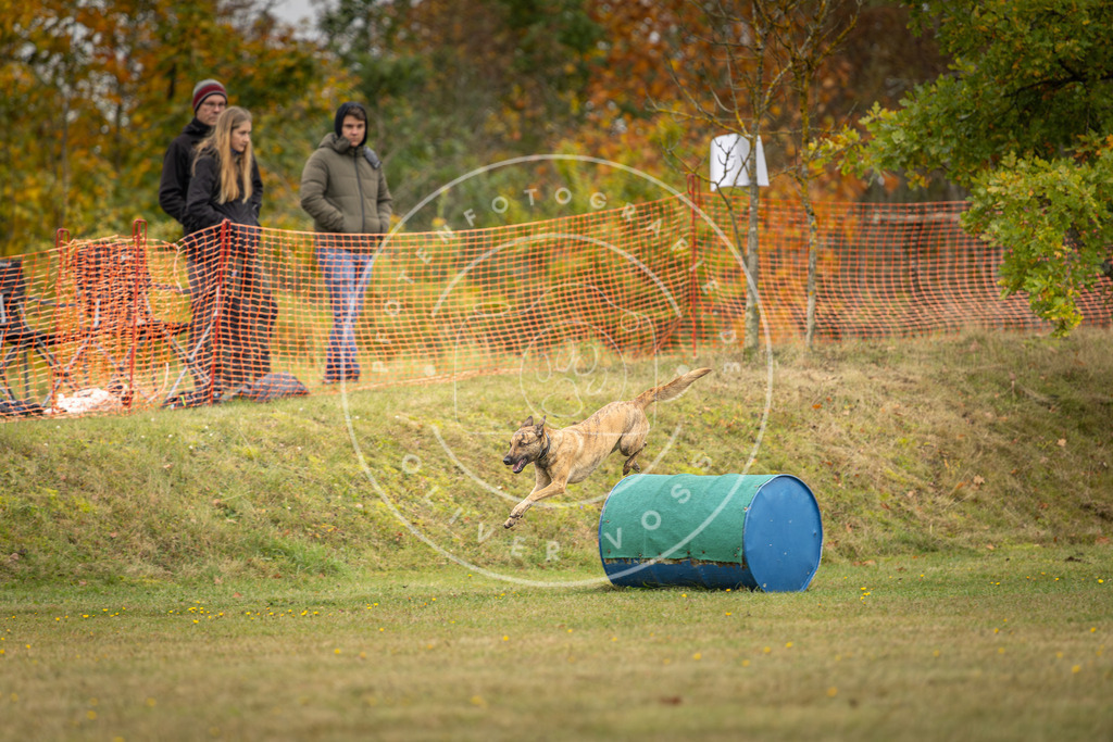Pfotenfotografie_DV3A4598 | Hundefotografie, Tierfotograf, Pfotenfotografie, Fotoshooting Hund, Hunde Portrait, Hundesport, Hundeportraits, Heideshooting, Hunde, Sportfotograf, Hundefotograf, Turnierhundsport, THS,  - Realisiert mit Pictrs.com