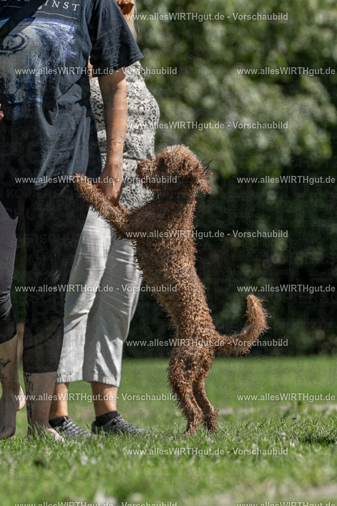 Hundeschwimmen_Volksbad_2026-allesWIRTHgut_Tierfotografie-2609061355-FAY06850 | Professionelle Tierfotografie in Mönchengladbach von Daniel Wirth (allesWIRTHgut). Liebevolle & natürliche Bilder von Hunden & Katzen für unvergessliche Erinnerungen.