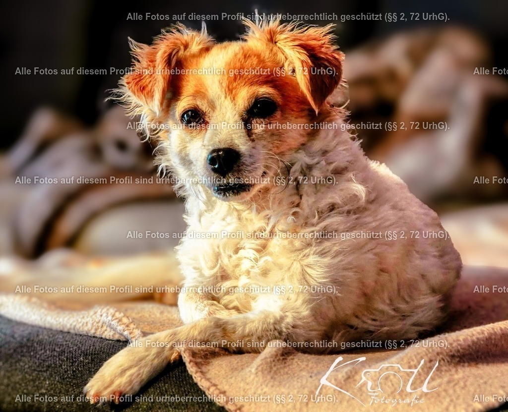 Photo_1705344046006 | krollfotografie - Realisiert mit Pictrs.com