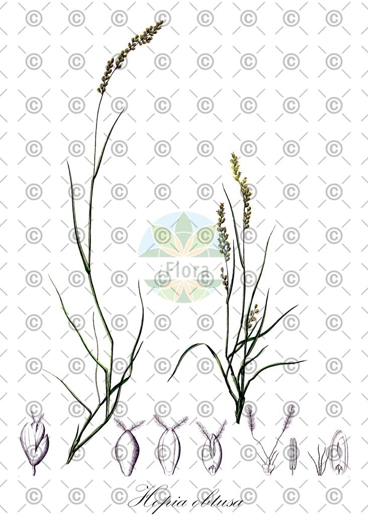 HistAbb_wfo-0000094341_1_ENZY_Simple | Historische Abbildung von Hopia obtusa - Poaceae | Historical Illustration of Hopia obtusa - Poaceae