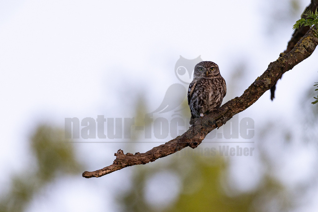 R5M27104_20260422 | Ein Steinkauz (Athene noctua) sitzt auf einem knorrigen, braunen Ast. Der kleine Vogel hat ein braun-weiß geflecktes Gefieder und große, gelbe Augen, mit denen er aufmerksam in die Kamera blickt. Der Hintergrund ist hell und unscharf, mit leichten grünen Farbtupfern von Blättern. - Realisiert mit Pictrs.com