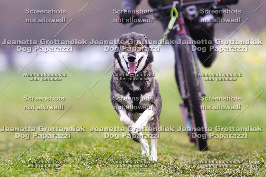 Dog Paparazzi - Visbeck 25 -290 | Dog Paparazzi Jeanette Grottendiek Fotografie & Videografie - Realisiert mit Pictrs.com