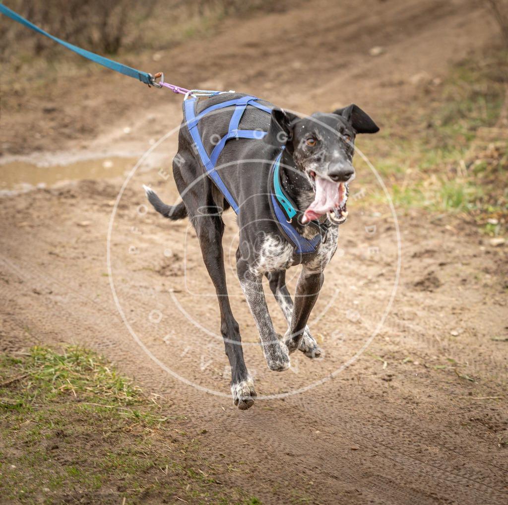 DV3A1738 | Hundefotografie, Tierfotograf, Pfotenfotografie, Fotoshooting Hund, Hunde Portrait, Hundesport, Hundeportraits, Heideshooting, Hunde, Sportfotograf, Hundefotograf, Turnierhundsport, THS,  - Realisiert mit Pictrs.com