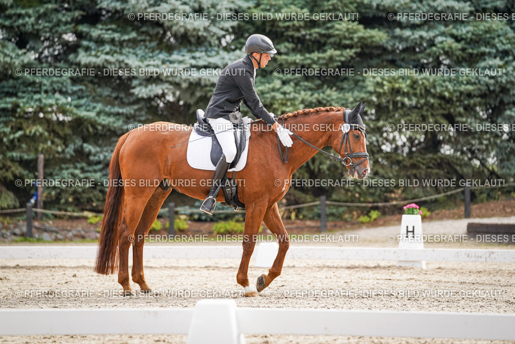 DSC01611 | Pferdegrafie