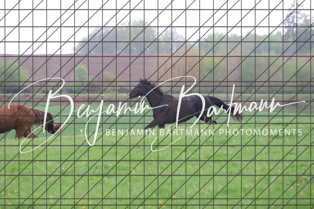 IMG_4277 | Benjamin Bartmann Photomoments