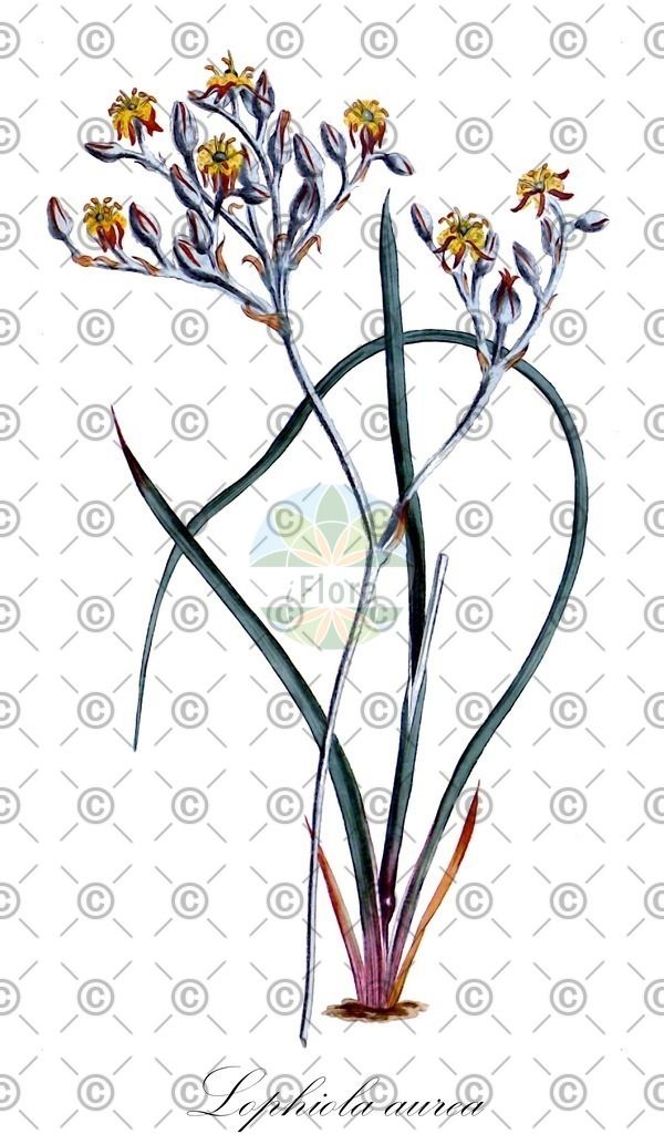 HistAbb_wfo-0001196444_1_ENZY_Simple | Historische Abbildung von Lophiola aurea - Nartheciaceae | Historical Illustration of Lophiola aurea - Nartheciaceae