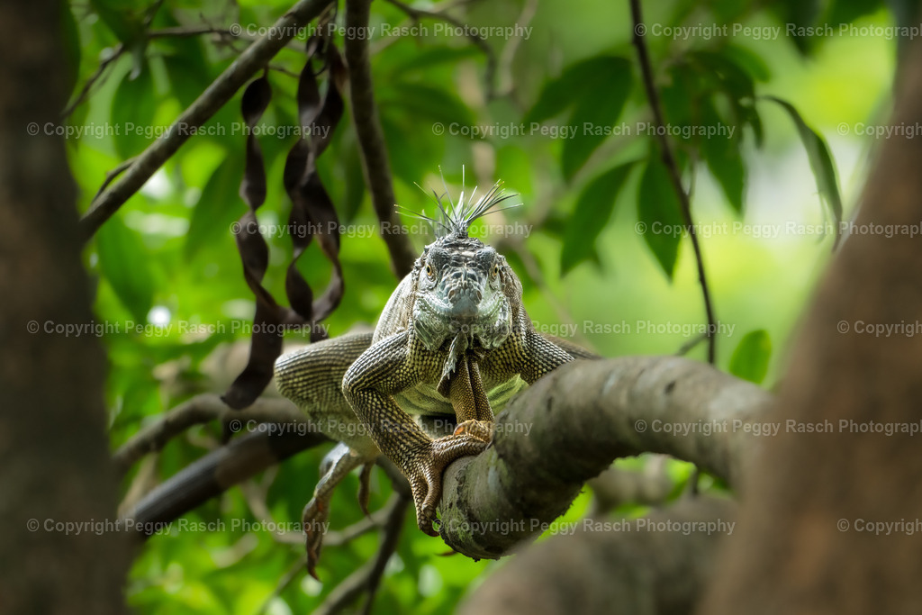 Leguan | PeggyRaschPhotography - Realisiert mit Pictrs.com