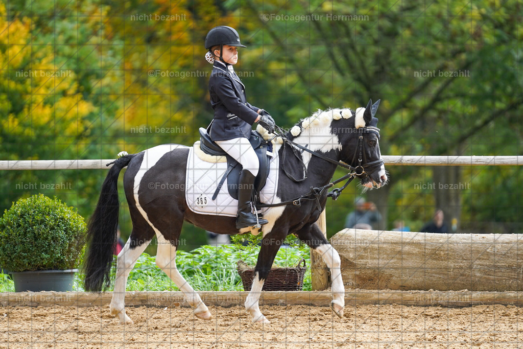 20221008-FAH01344 | Diessen am Ammersee, 2022, Dressur- und Springturnier, Reitsportbilder, Turnierfotografen Bayern, Pferdefotografen, Fotoagentur Herrmann, Turnierbilder