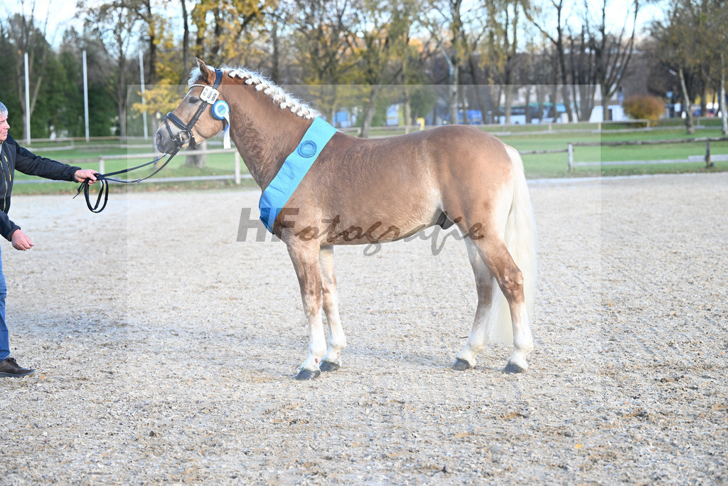 Kat-Nr. 8 Simba L v. Sonnenkoenig-Gold_Kappelsberger_43250809 | hf-fotografie - Realisiert mit Pictrs.com