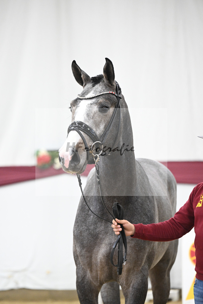 Kat-Nr. 77 Conthargos x Zirocco Blue_Mathieu Beckmann_47252706 | hf-fotografie - Realisiert mit Pictrs.com