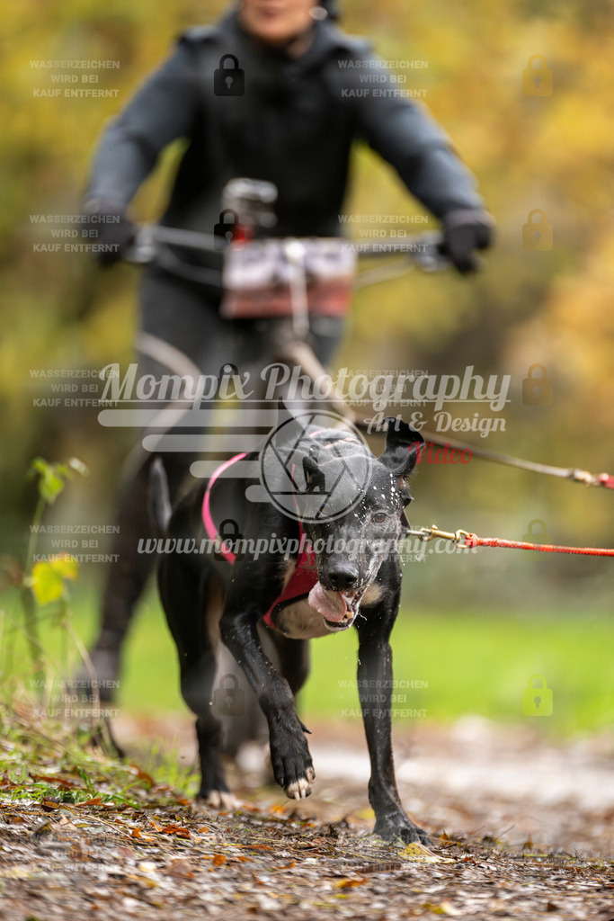 MompixPhotography_Bischwiller23_DS2-6 | mompixphotography