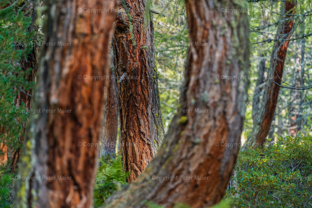 Divers_Erlebnisraum_Wald_23_Peter_Maier-409 | piet_flosse