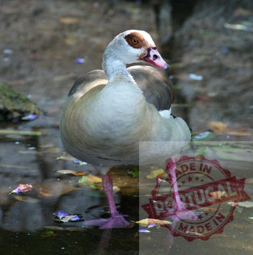 Egyptian goose standing in shallow water outdoors | Egyptian goose standing on purple webbed feet in a pond with reflections - Realized with Pictrs.com